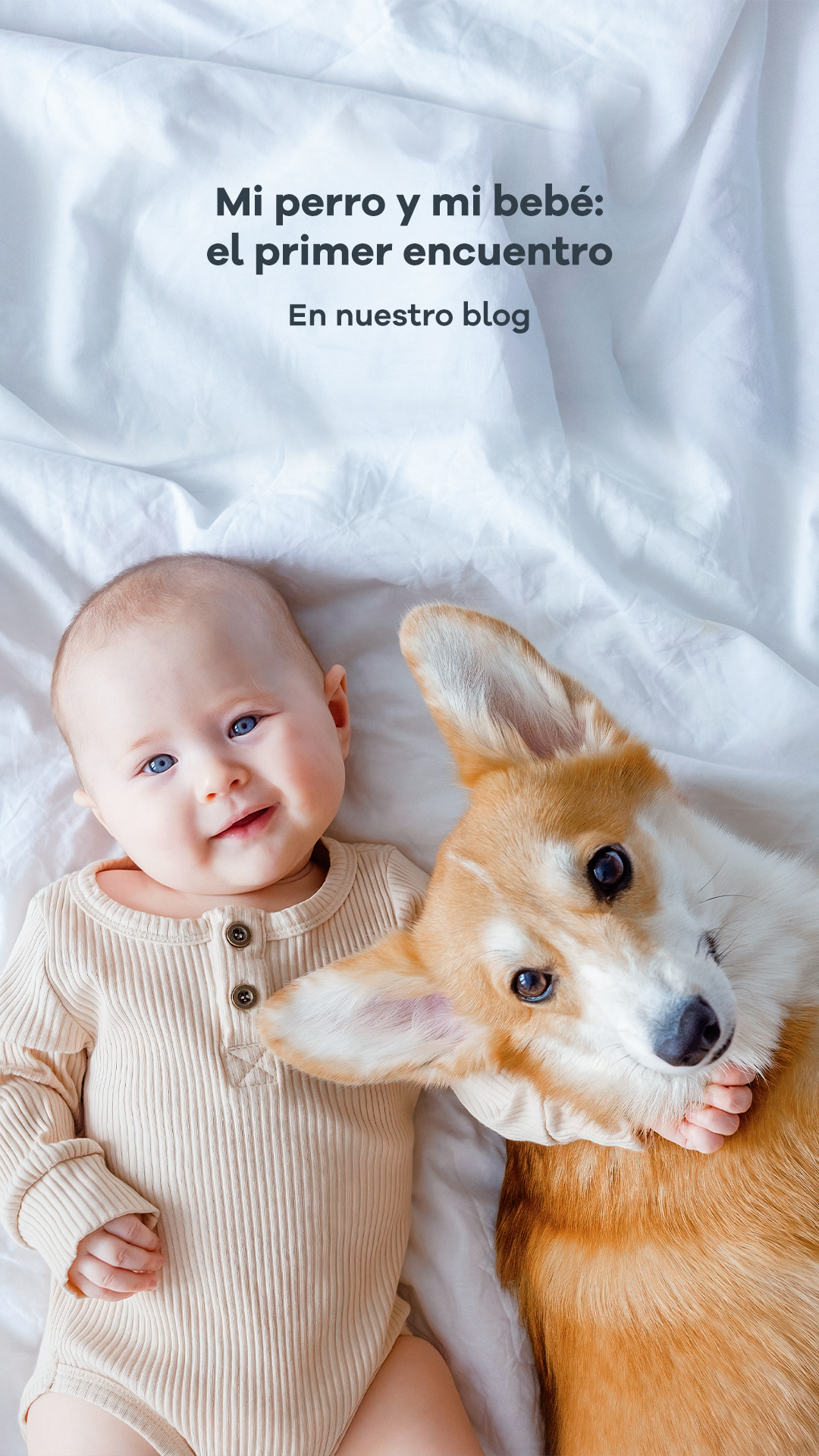 Mi perro y mi bebé: el primer encuentro